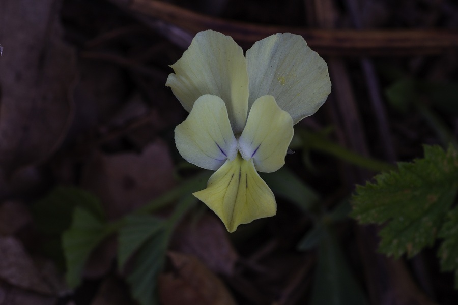 Viola merxmuelleri  (=Viola graeca)