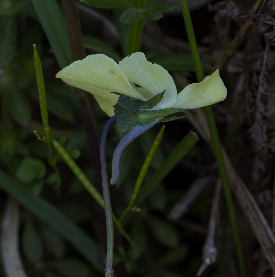 Viola merxmuelleri  (=Viola graeca)