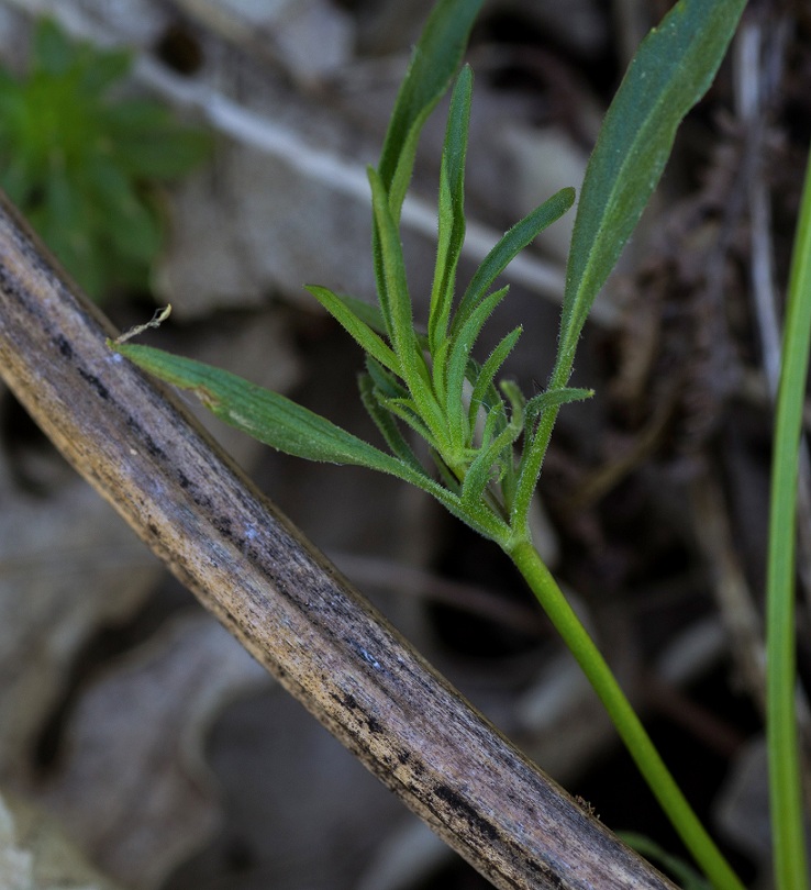 Viola merxmuelleri  (=Viola graeca)