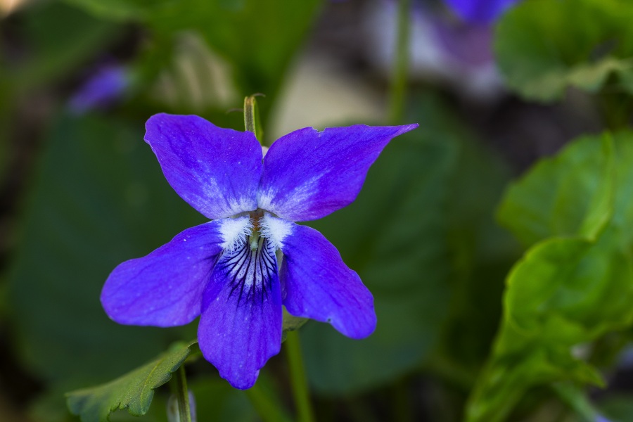 Viola riviniana