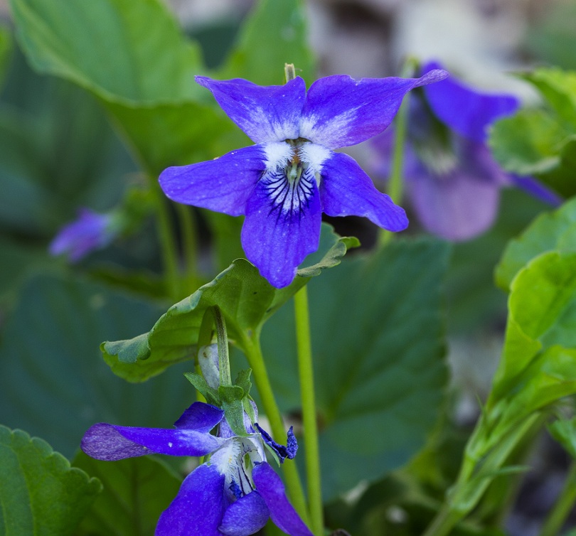 Viola riviniana