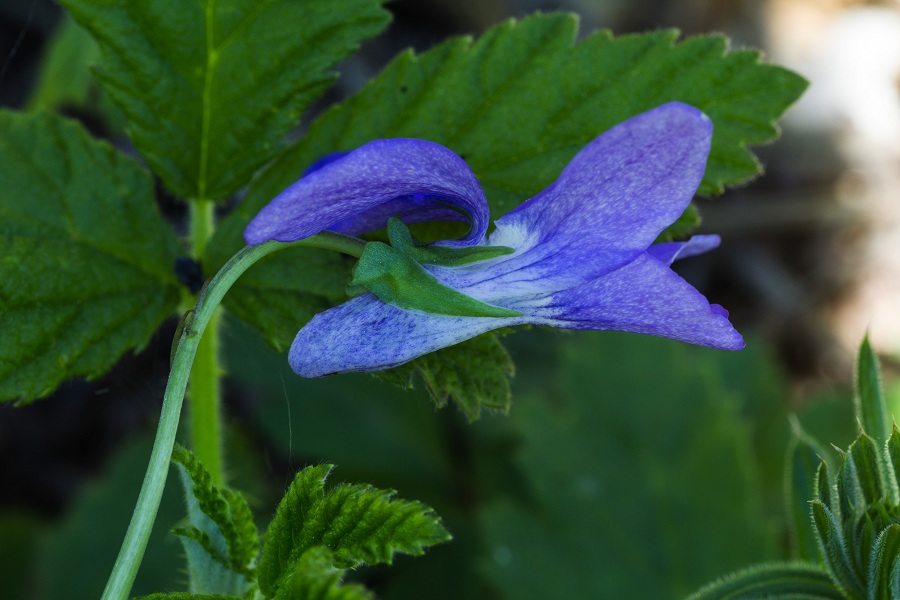 Viola riviniana