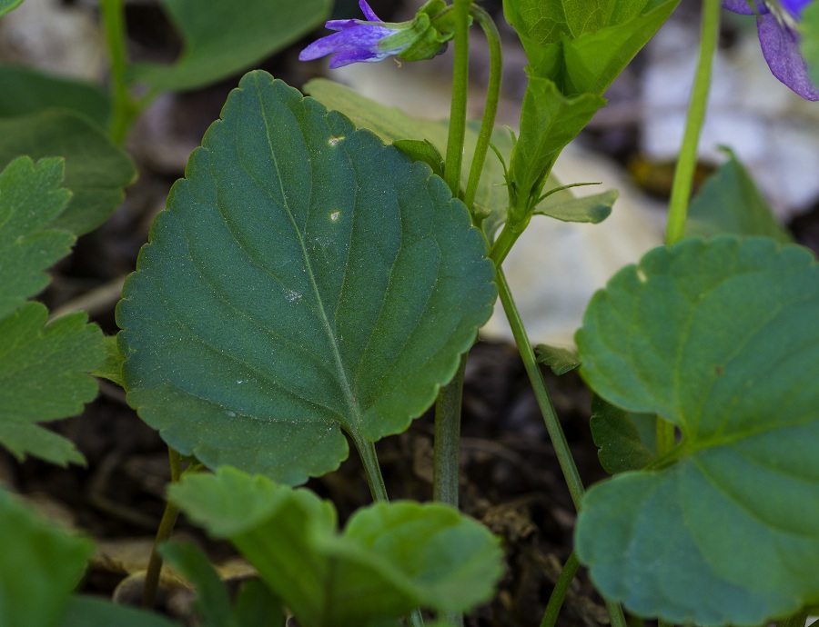 Viola riviniana