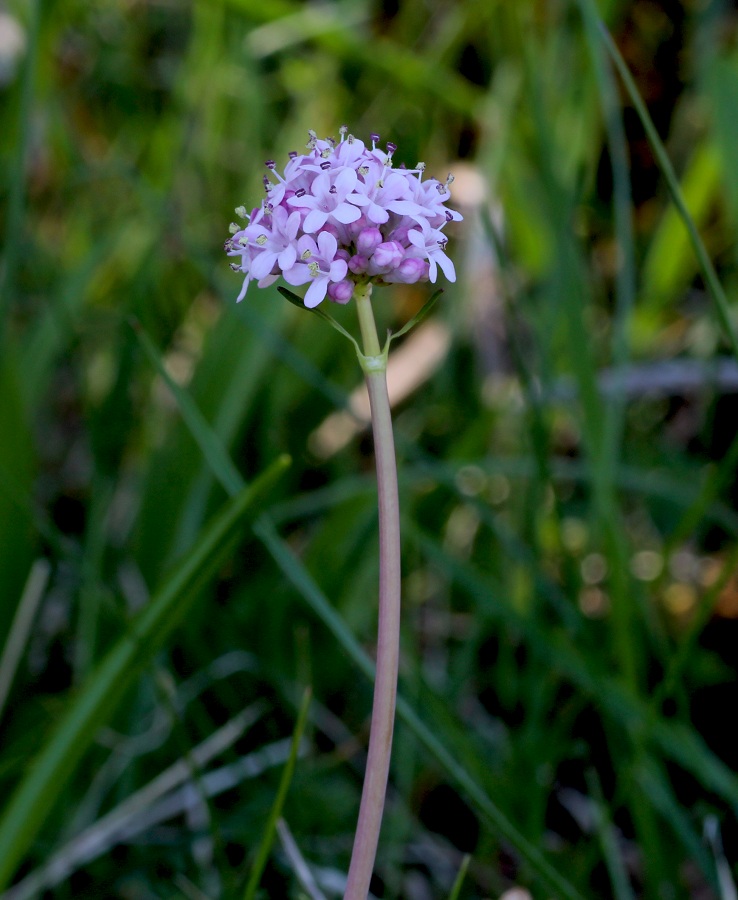 Valeriana tuberosa / Valeriana tuberosa