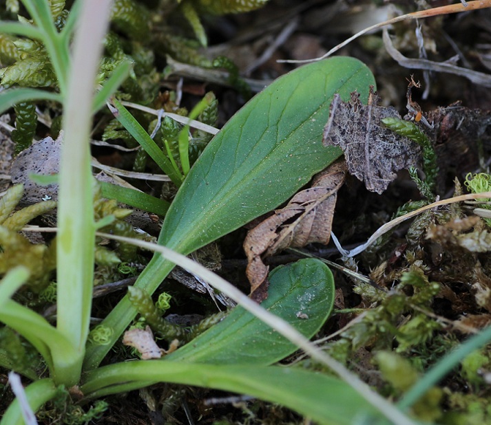 Valeriana tuberosa / Valeriana tuberosa