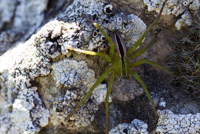 Sparassidae: Micrommata ligurina - S. G. Rotondo Gargano (FG)