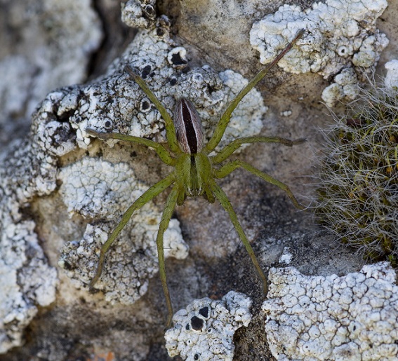 Sparassidae: Micrommata ligurina - S. G. Rotondo Gargano (FG)