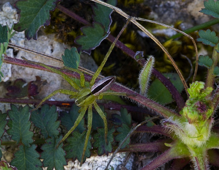 Sparassidae: Micrommata ligurina - S. G. Rotondo Gargano (FG)