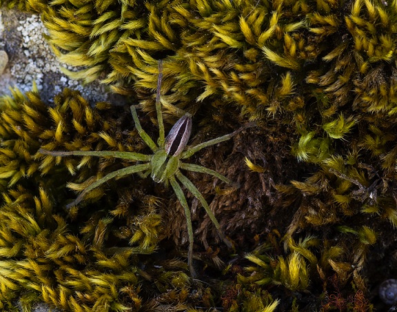 Sparassidae: Micrommata ligurina - S. G. Rotondo Gargano (FG)