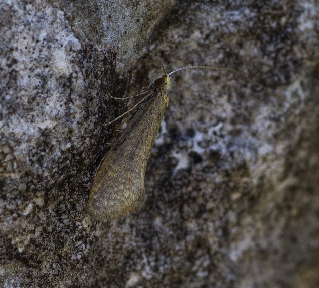 lepidottero da id - Nematopogon sp, Adelidae