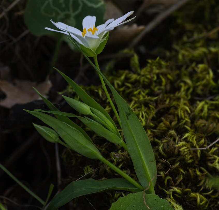 Rabelera holostea (=Stellaria holostea) / Centocchio garofanina