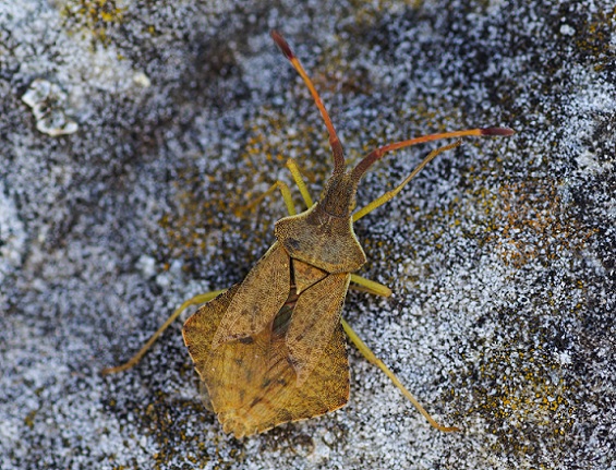 Coreidae:   Syromastus rhombeus