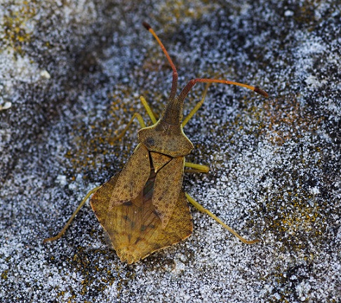 Coreidae:   Syromastus rhombeus