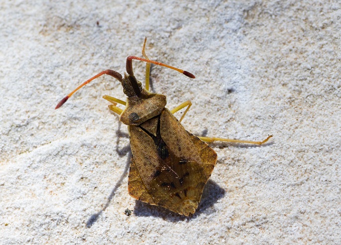 Coreidae:   Syromastus rhombeus