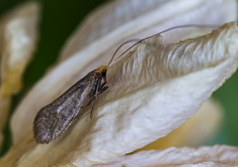 lepidottero da id - Nematopogon sp, Adelidae