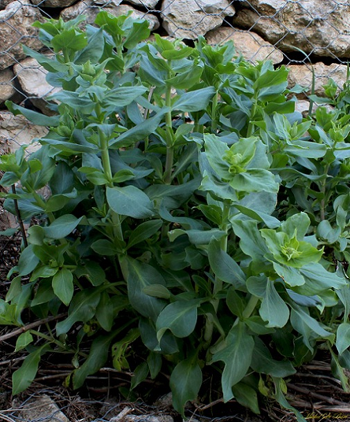 Centranthus ruber / Valeriana rossa