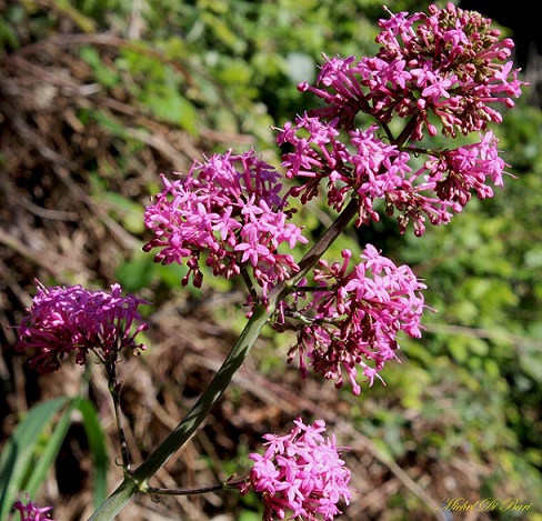 Centranthus ruber / Valeriana rossa