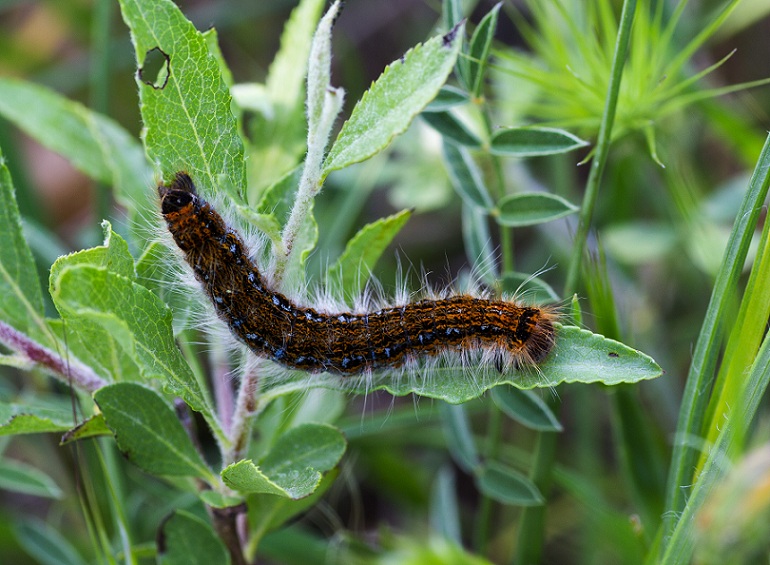 Bruco da id - Malacosoma cfr. franconicum, Lasiocampidae