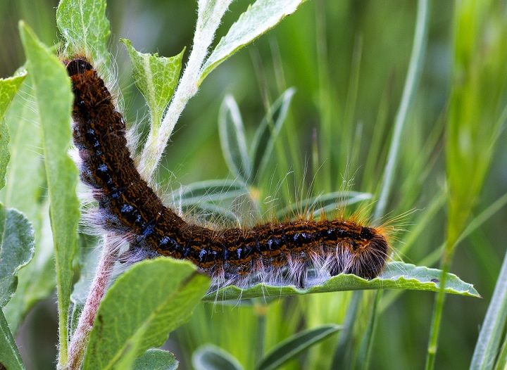 Bruco da id - Malacosoma cfr. franconicum, Lasiocampidae