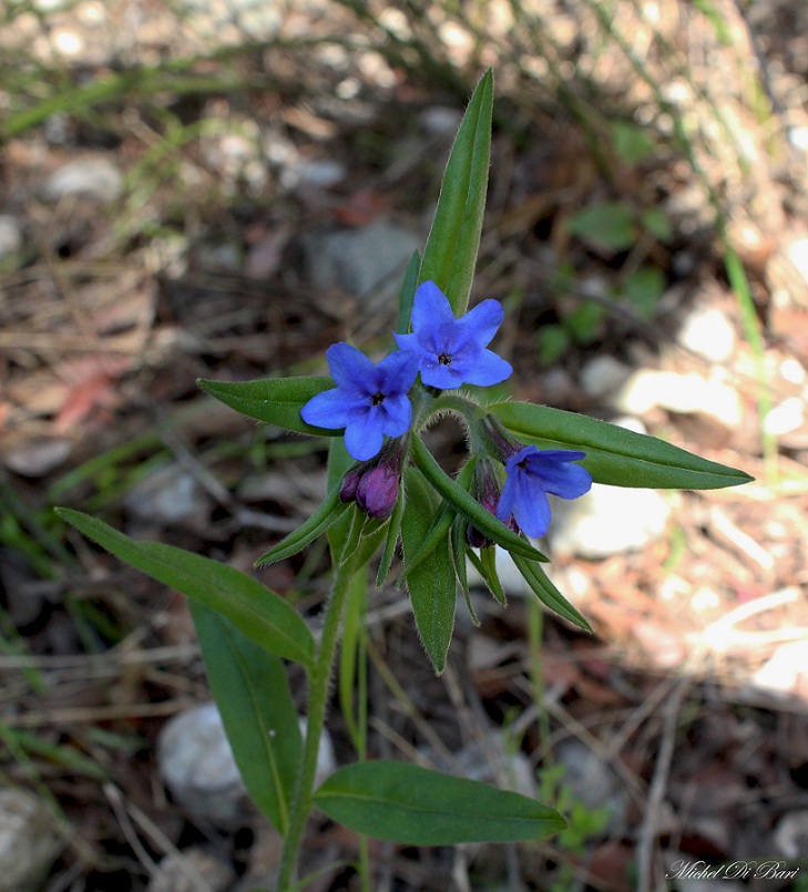 Mattinata Gargano - Buglossoides purpurocaerulea