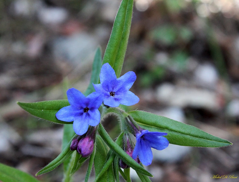 Mattinata Gargano - Buglossoides purpurocaerulea