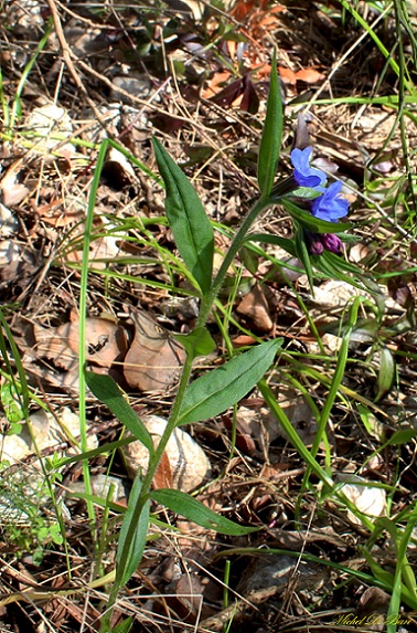 Mattinata Gargano - Buglossoides purpurocaerulea