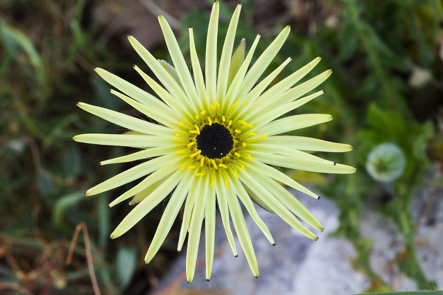 Urospermum dalechampii / Boccione maggiore