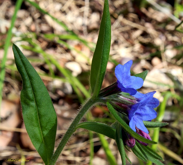 Mattinata Gargano - Buglossoides purpurocaerulea