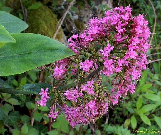 Centranthus ruber / Valeriana rossa