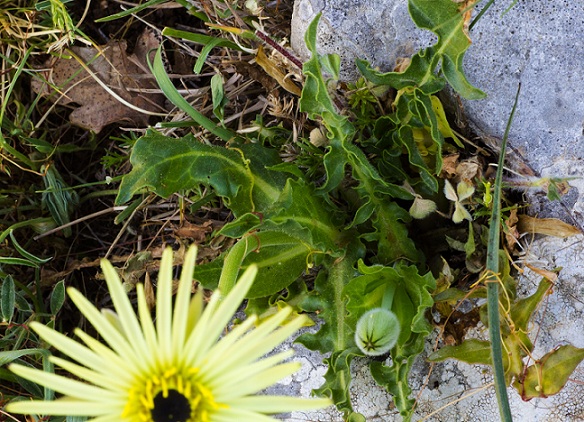 Urospermum dalechampii / Boccione maggiore