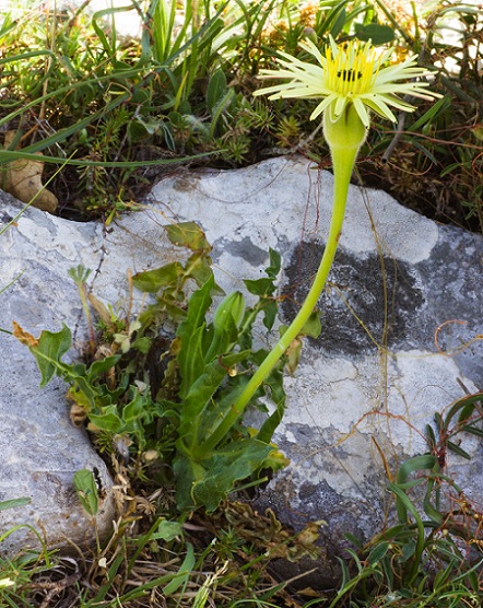 Urospermum dalechampii / Boccione maggiore