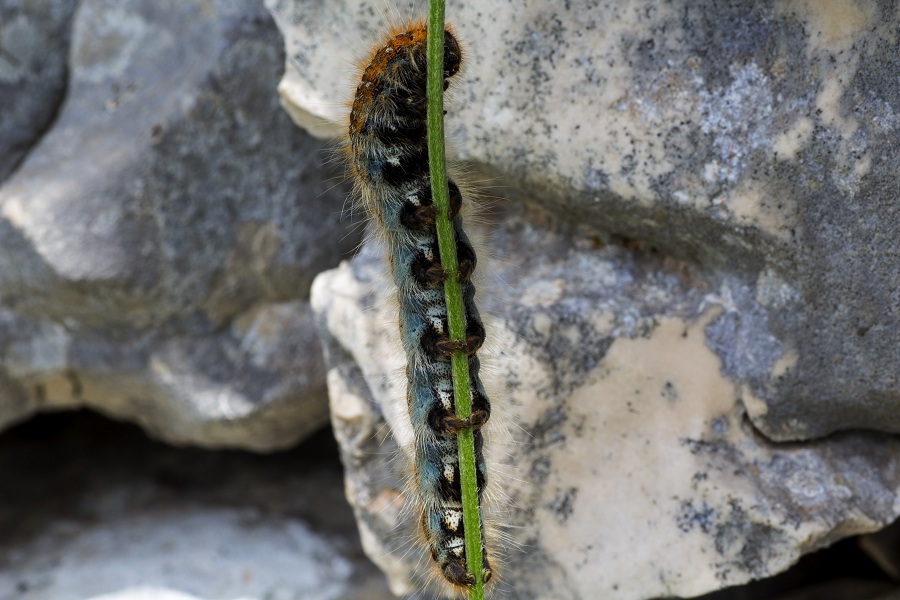 Bruco da id - Malacosoma cfr. franconicum, Lasiocampidae