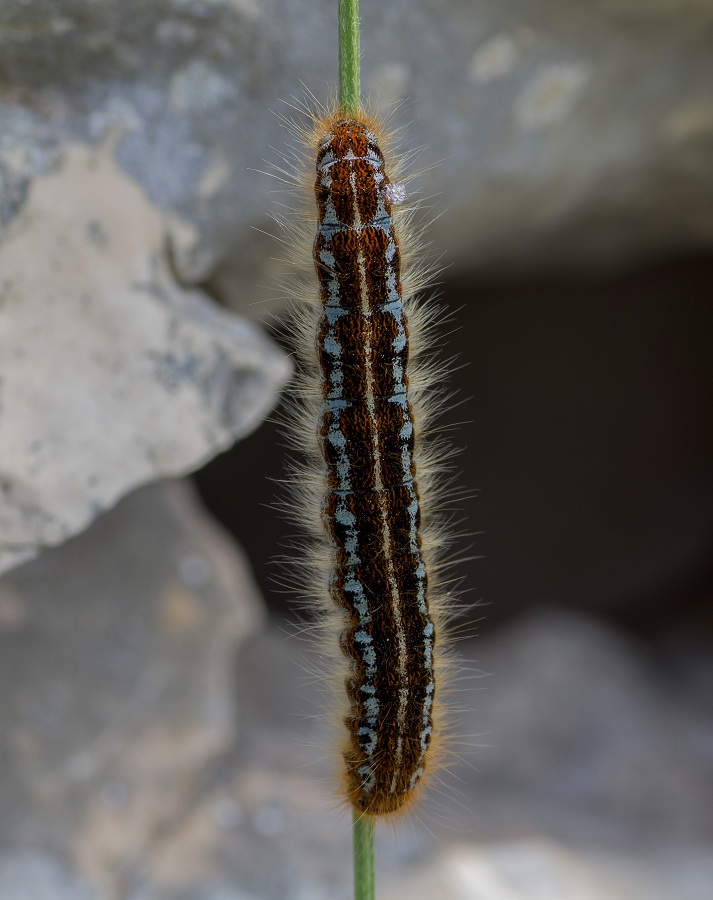 Bruco da id - Malacosoma cfr. franconicum, Lasiocampidae