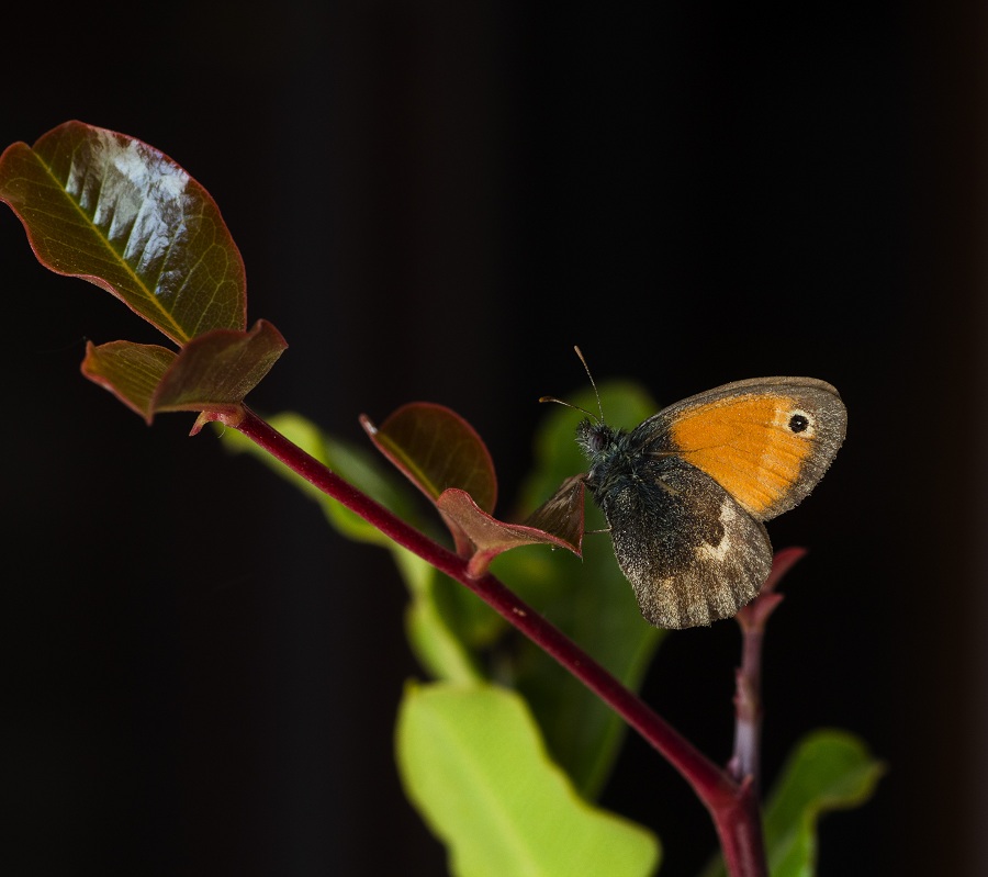 farfalla da id - Coenonympha pamphilus