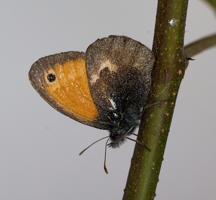 farfalla da id - Coenonympha pamphilus