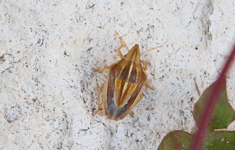 Aelia cfr. germari,  Pentatomidae