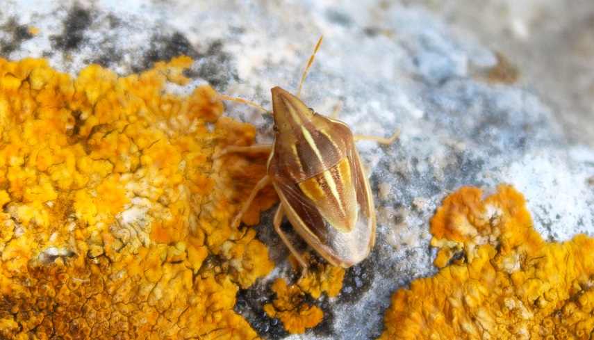 Aelia cfr. germari,  Pentatomidae