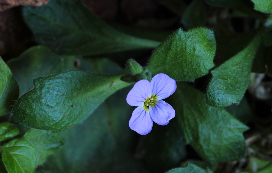 Aubrieta columnae (Brassicaceae)