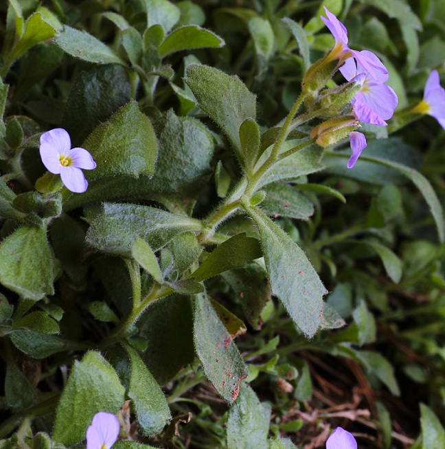 Aubrieta columnae (Brassicaceae)