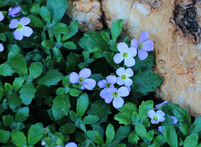 Aubrieta columnae (Brassicaceae)