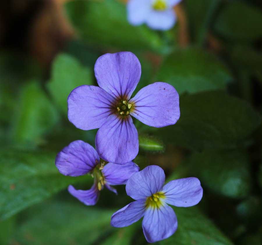 Aubrieta columnae (Brassicaceae)