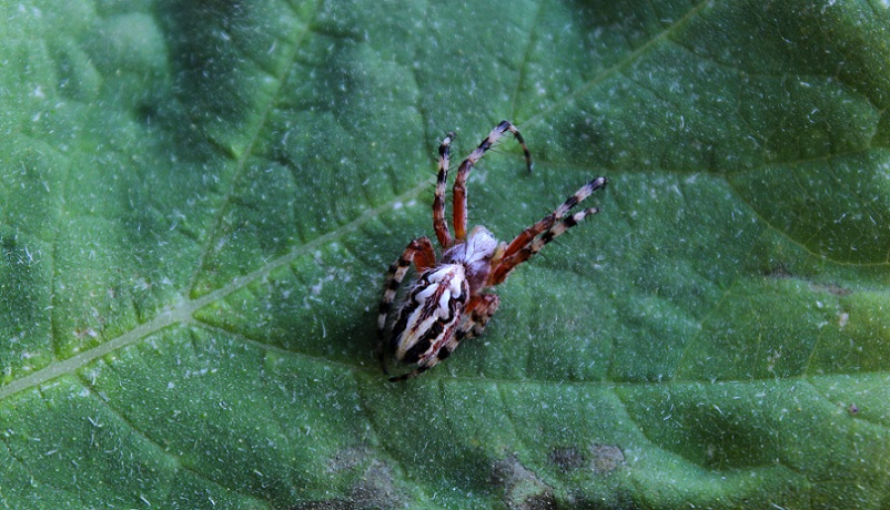 Aculepeira amida - Manfredonia (FG)