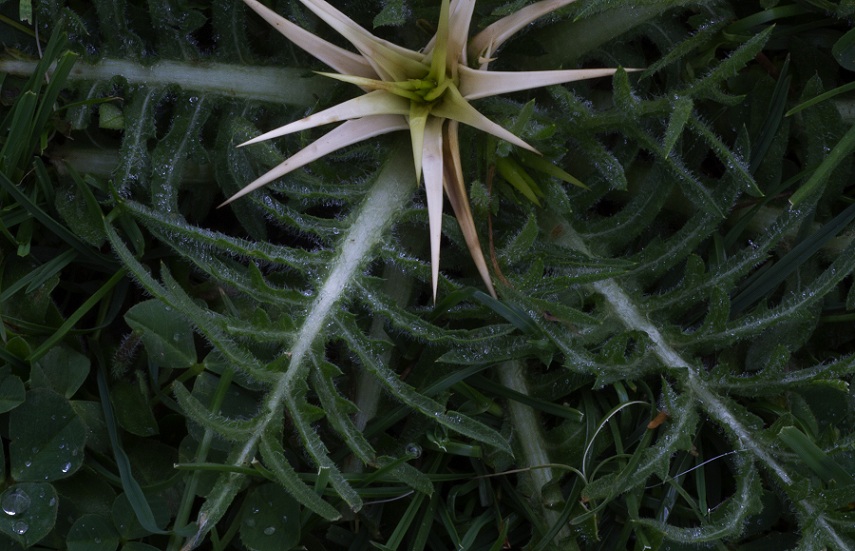 Centaurea calcitrapa / Fiordaliso stellato