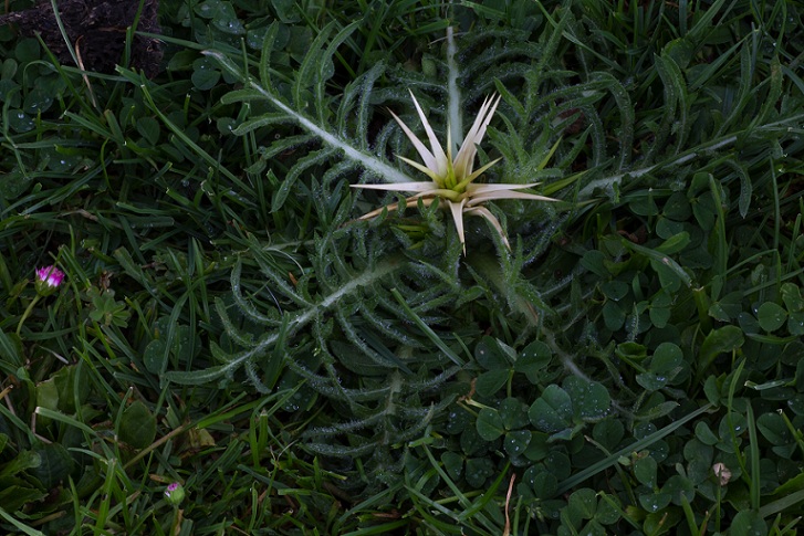 Centaurea calcitrapa / Fiordaliso stellato