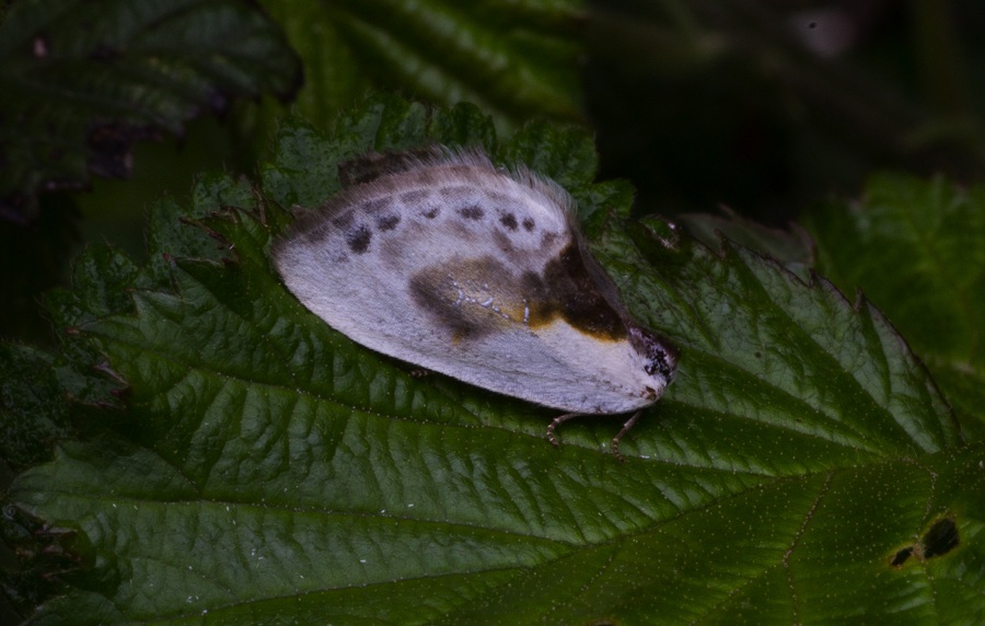 farfalla da id - Cilix glaucata, Drepanidae