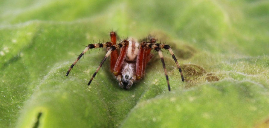 Aculepeira amida - Manfredonia (FG)