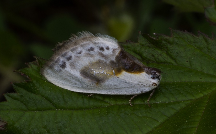 farfalla da id - Cilix glaucata, Drepanidae