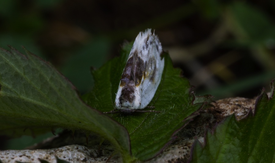 farfalla da id - Cilix glaucata, Drepanidae