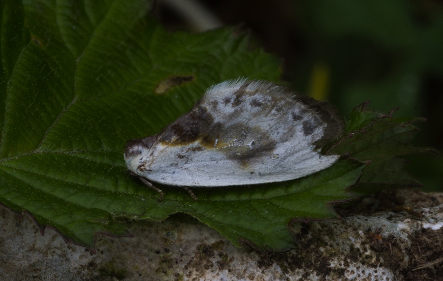 farfalla da id - Cilix glaucata, Drepanidae