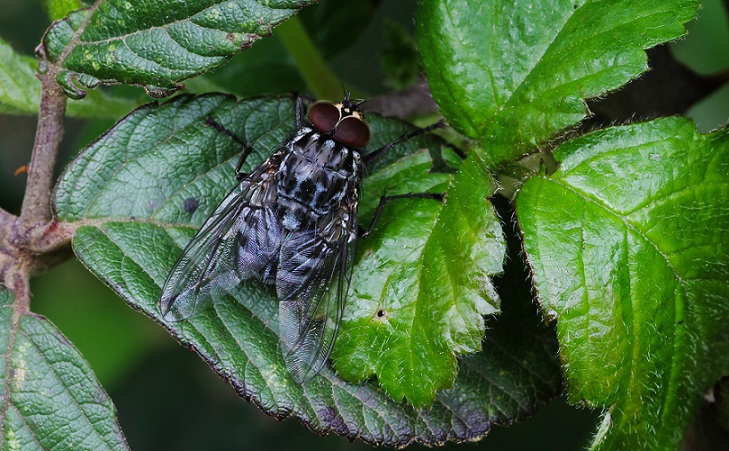 Polietes sp. (meridionalis o lardarius), maschio  (Muscidae)